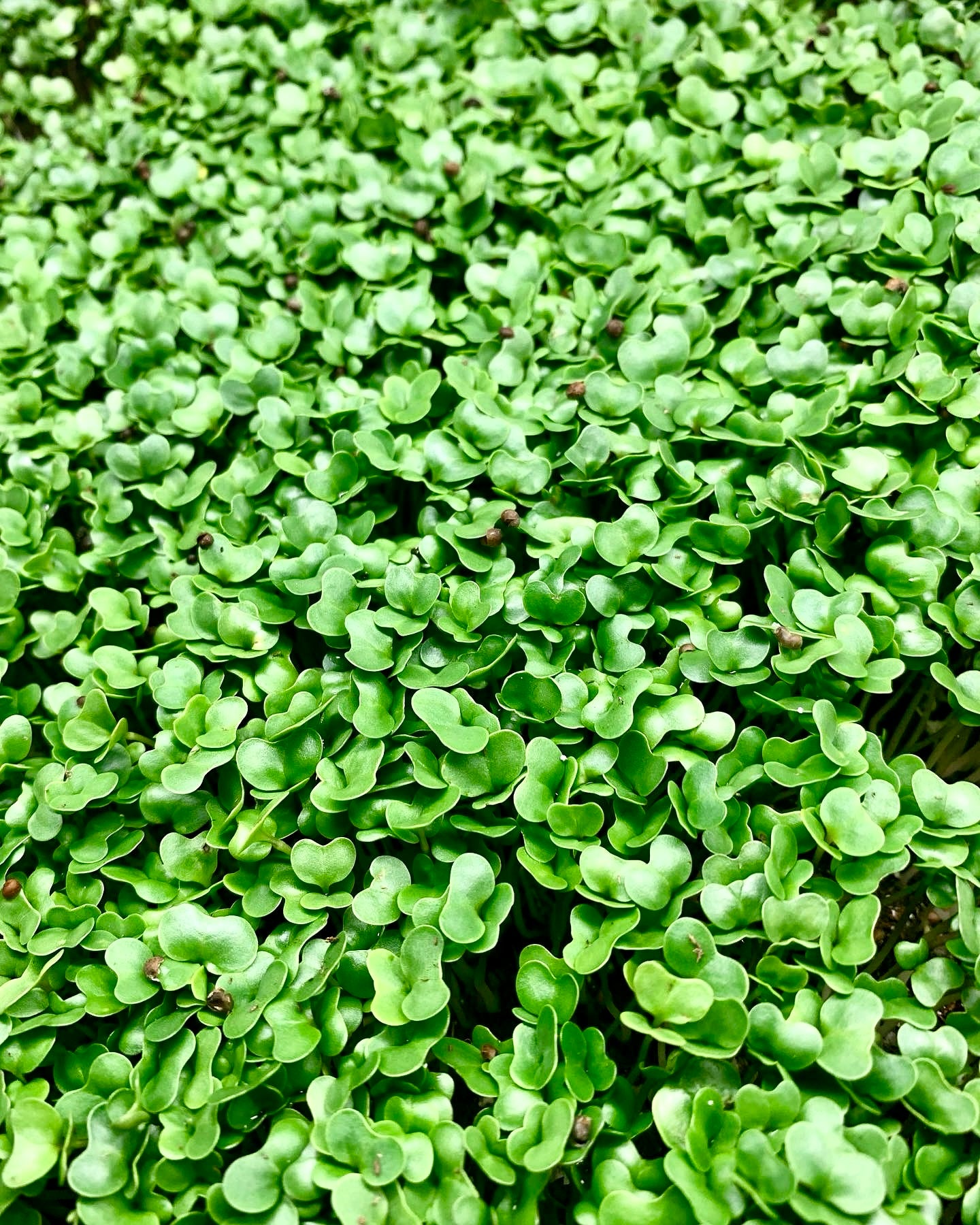 30 Day Microgreen Challenge