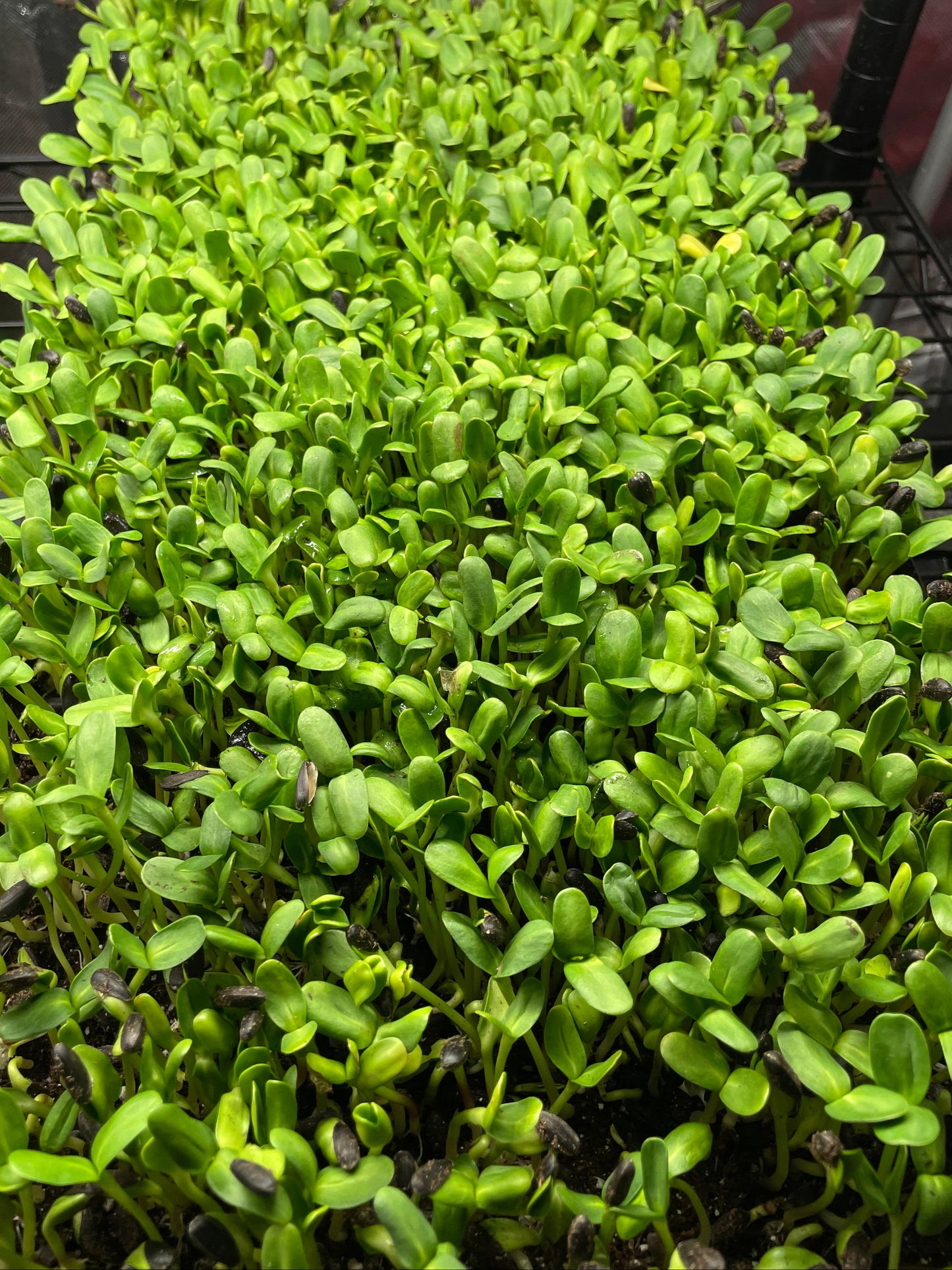 30 Day Microgreen Challenge
