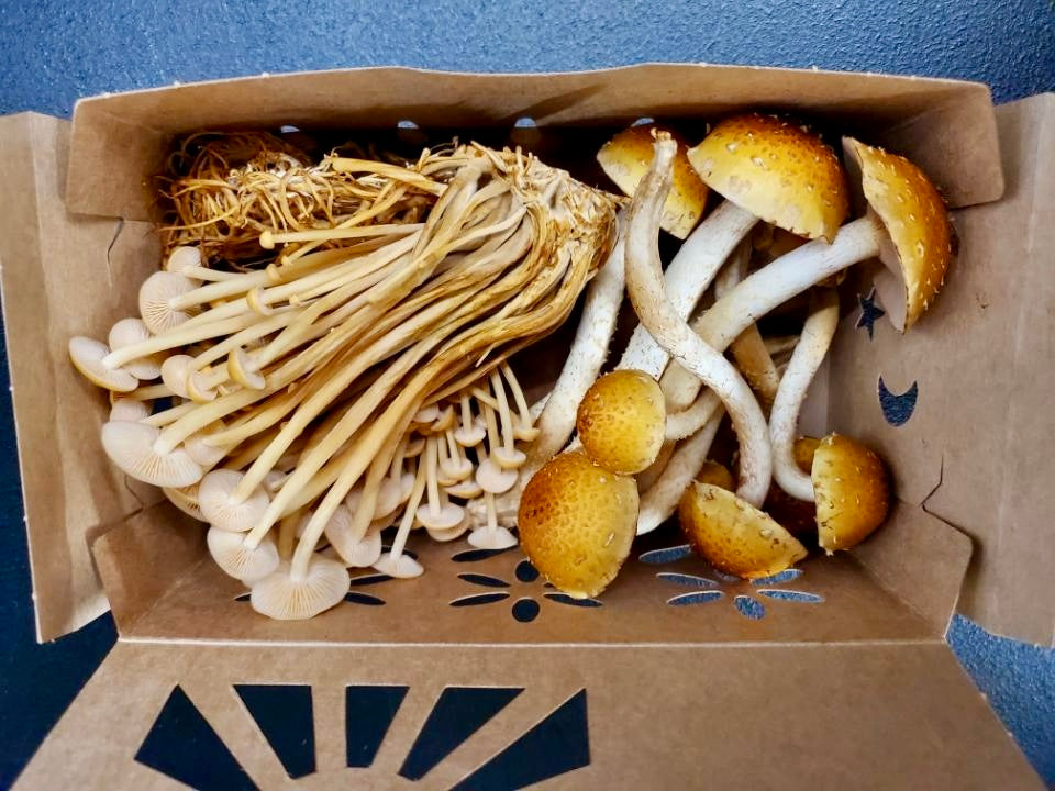 Phenoix Oyster Mushrooms Available 6/14