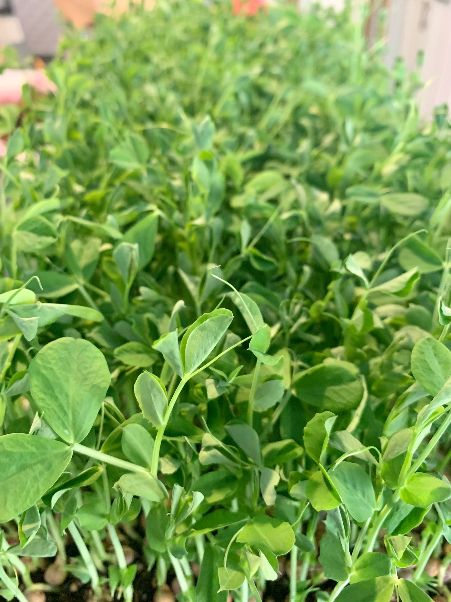 30 Day Microgreen Challenge