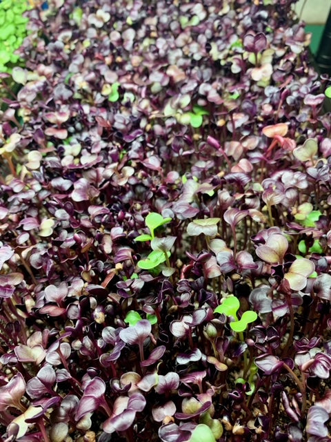 Radish (7/5)