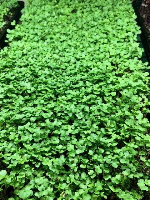 Broccoli (Wholesale)