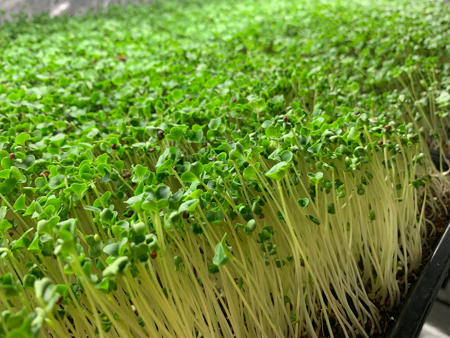 Broccoli (Wholesale)