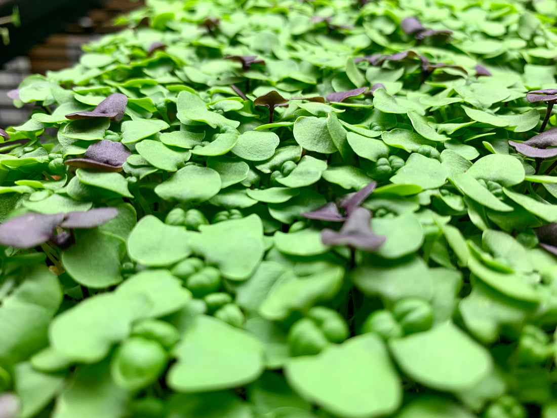 Recipe of the Week: Pasta with Tofu "Meat Sauce" with "Nutty Parm" and Basil Microgreens