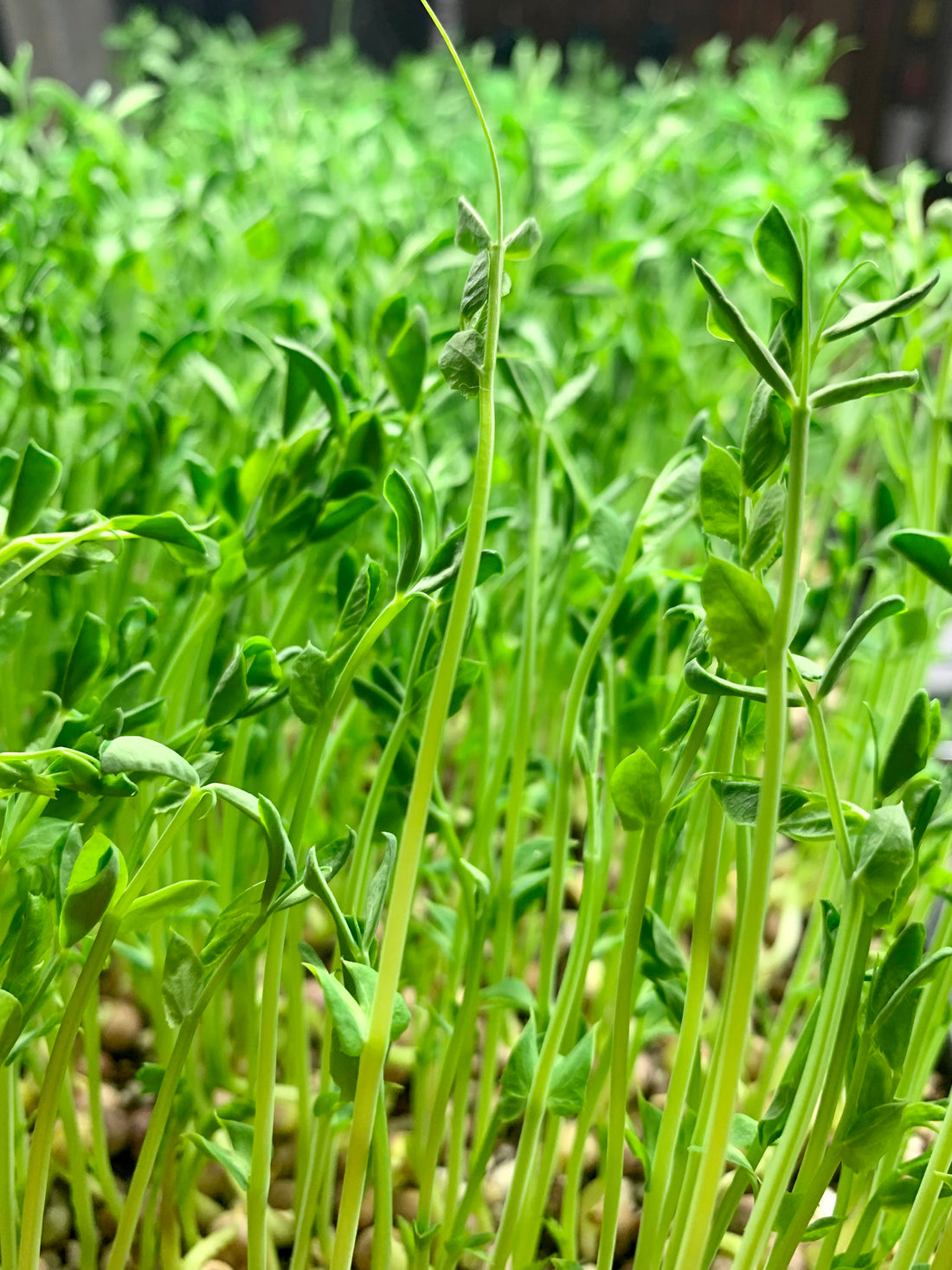 Recipe of the Week: Pea Shoot Salad