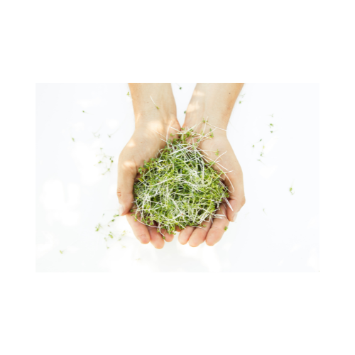 The Art of Microgreen Cultivation: Why Handwatering, Hand Planting, and Hand Picking Makes All the Difference