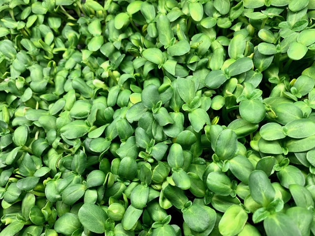 What are Microgreens and Why Eat Them?