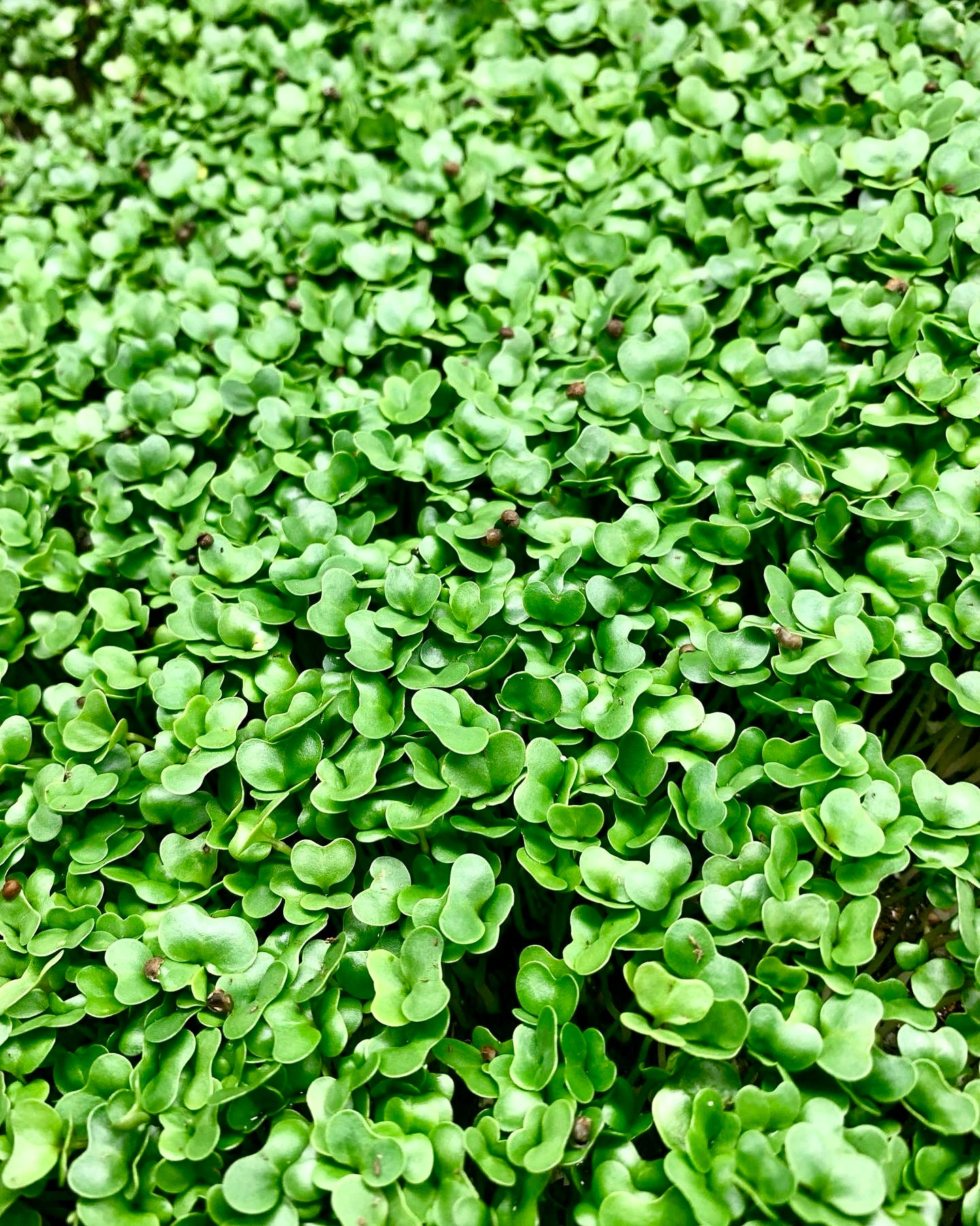 Micro Arugula