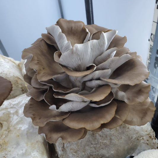 Phenoix Oyster Mushrooms Available 6/14