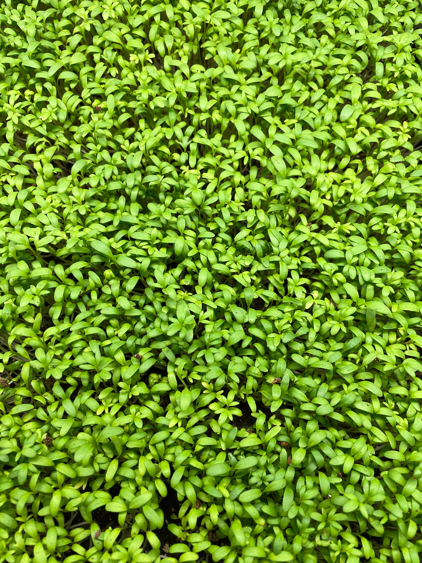 Micro Cress (Available 3/2)