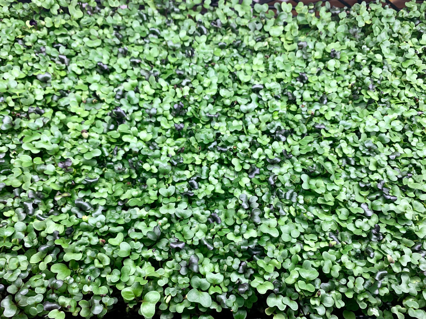 Micro Salad Mix