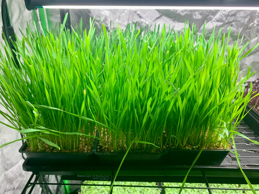 Wheatgrass whole tray (cut)