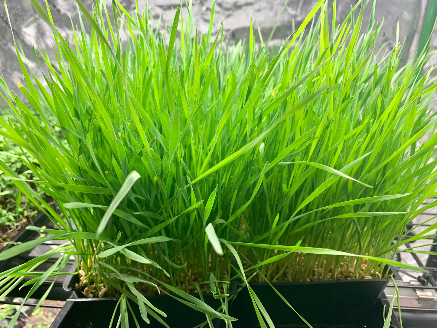 Wheatgrass whole tray (cut)